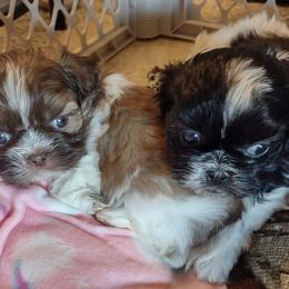 Shih Tzus from Shih Tzu of Southwest Va