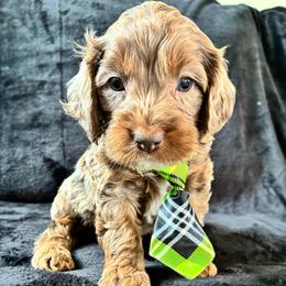Philip - Merle male Cockapoo puppy in Adrian, Oregon from ApplebyFarm