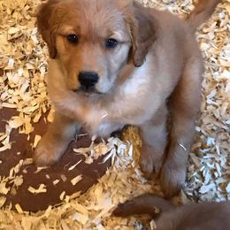 Golden Retriever Puppies from Lucky Penny Goldens