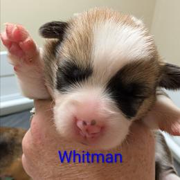 Whitman - Red male Pembroke Welsh Corgi puppy in Berkeley Springs, West Virginia from Hummingbird Farm