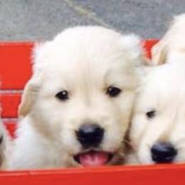 Golden Retrievers from 2Journey golden retrievers