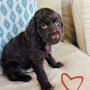 Boy 5 - Chocolate male Boykin Spaniel puppy in Dublin, Georgia from Ashcraft's Boykin Spaniels