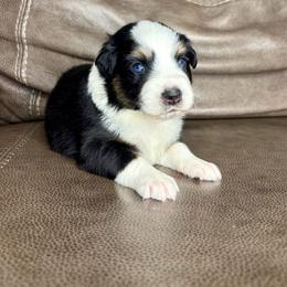 Trevor - Black tri-color male Australian Shepherd puppy in Jacksonville, Florida from Autumn's Aussies
