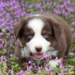 Melody - Red tri-color female Australian Shepherd puppy in Star City, Arkansas from Blush & Lace Aussie Co.