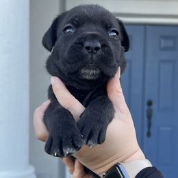 Cane Corso Puppies from Valyrian Cane Corsos