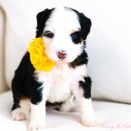 Peggy - Tri-color female Bernedoodle puppy in Diamond Bar, California from Furrytaildoodles