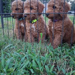 Green collar boy - Red  male Poodle puppy in Hogansville, Georgia from Grace Colt Farms