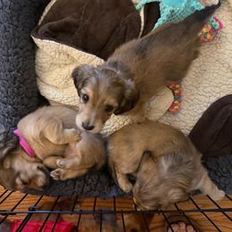 Dachshund puppies from Holiday Dachshunds