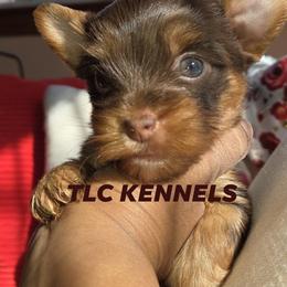 Maltese and Yorkshire Terrier Puppies from TLC Kennels TenderLittleCuties