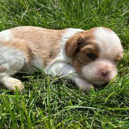 Katherine - Blenheim female Cavalier King Charles Spaniel puppy in Honeyville, Utah from Mike and Brandice Brown Performance Animals