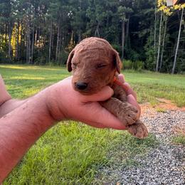 Rocket - Red  male Poodle puppy in Osyka, Mississippi from Southern Sunshine Standards