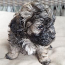Cocoa Bean - Brindle male Mal-Shi puppy in Apollo Beach, Florida from Gemstone Exclusive Pups of Florida
