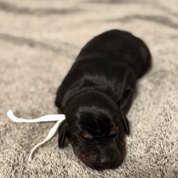 Girl 2 - Black and rust female Doberman Pinscher puppy in Lake City, Florida from Paintedcrazy Doberman Pinchers