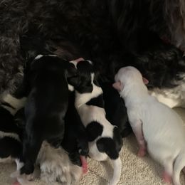 Havanese Puppies from Honeycutt’s Happy Havanese