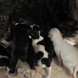 Havanese Puppies from Honeycutt’s Happy Havanese