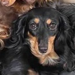 Dachshunds from JAM Doxies