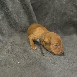 Curly - Red male Miniature Pinscher puppy in Fall City, Washington from Davilg Miniature Pinschers