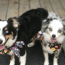 Toy Australian Shepherd All Grown Up from The Ranch of the Sun Toy Aussies