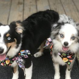 Toy Australian Shepherd All Grown Up from The Ranch of the Sun Toy Aussies