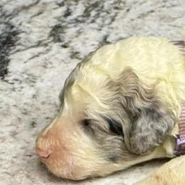 Hara - Parti female Poodle puppy in Chesapeake, Virginia from Doodle-Cove