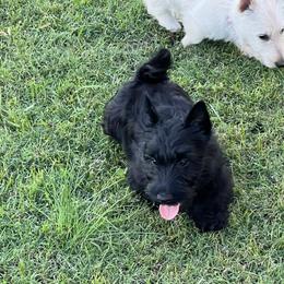 Lavender - Brindle female Scottish Terrier puppy in Morganton, North Carolina from Maylark Scottish Terriers