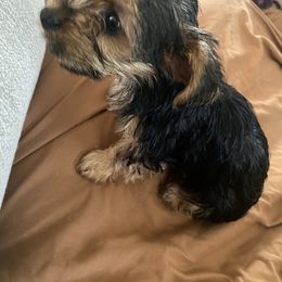 Yorkshire Terrier All Grown Up from Susan’s Yorkies