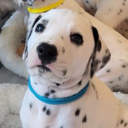 Rogue - White and black female Dalmatian puppy in Rockford, Michigan from Stephanie's Dalmatians