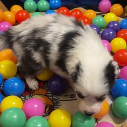 Ondes Martenot (OHND mar-te-NOH) - Blue merle male Australian Shepherd puppy in Bennett, Colorado from Alolan Angel Aussies