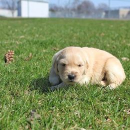 Border Collie and Golden Retriever Puppies from Kreger's K9s