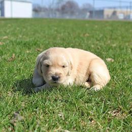 Border Collie and Golden Retriever Puppies from Kreger's K9s