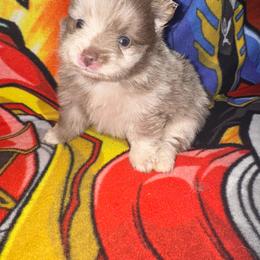 Belle - Blue merle female Pomeranian puppy in Knoxville, Tennessee from Thea's Puppies