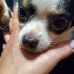 Boy 1 - Black and white male Chihuahua puppy in Oklahoma City, Oklahoma from Teacup Chihuahuas and Friends