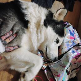 Lobo - Siberian Husky