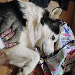 Lobo - Siberian Husky
