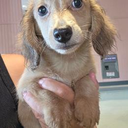 Creamy blue - Cream male Dachshund puppy in El Paso, Texas from Mells Weenies