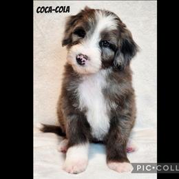 Coca-Cola - Blue merle male Sheepadoodle puppy in Roseburg, Oregon from Lookingglass Doodles
