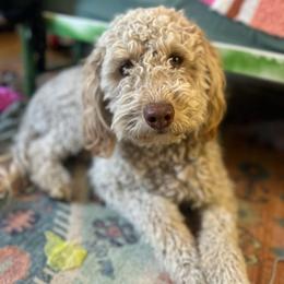 Sophie - Bernedoodle