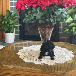 Bitsy - Black female Poodle puppy in Aberdeen, Minnesota from South Dakota Poodles