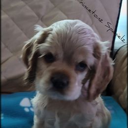 "Litter 2" Cocker Spaniel Puppies from -PrincetonzSpanielz-
