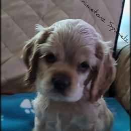 "Litter 2" Cocker Spaniel Puppies from -PrincetonzSpanielz-