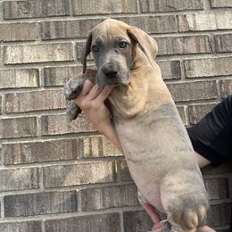 Cobalt Collar - Blue brindle female Great Dane puppy in Kimball, Michigan from Starlight Danes