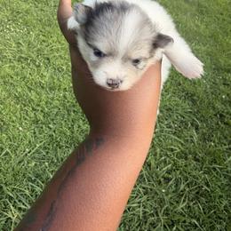 Girl 1 - Blue merle female Pomeranian puppy in Elberton, Georgia from Pits and Poms LLC