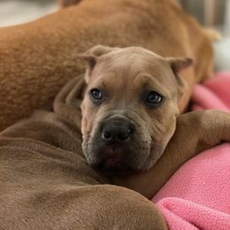 Cane Corso Puppies from Samantha Jackson
