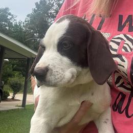 Hunter - White and liver male German Shorthaired Pointer puppy in Slocomb, Alabama from Rachel's German Shorthaired Pointers