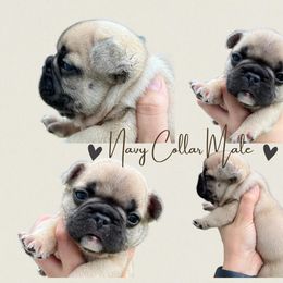 French Bulldog Puppies from Royal Connection French Bulldogs