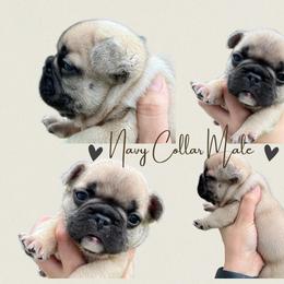 French Bulldog Puppies from Royal Connection French Bulldogs