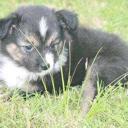 Ramsey - Black tri female Toy Australian Shepherd puppy in Bogata, Texas from Maple Creek Run