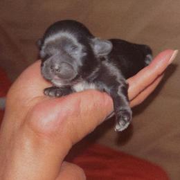 Stallion - Black and white male Shih Tzu puppy in Chapel Hill, North Carolina from A Handful of Love Breeders.LLC