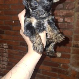 Yorkshire Terrier Puppies from The Yorkies and Us