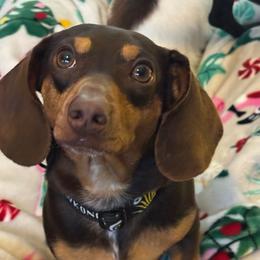 Romeo - Dachshund